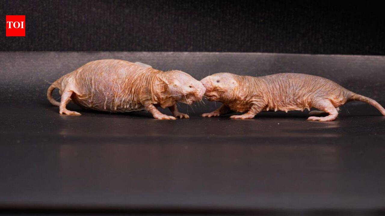 Scientists found a chemical that helps naked mole-rat queens stop other females from reproducing; removing it triggered a colony power struggle |