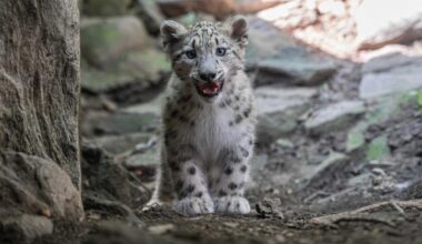 PHOTOS: Bronx Zoo debuts adorable snow leopard cub