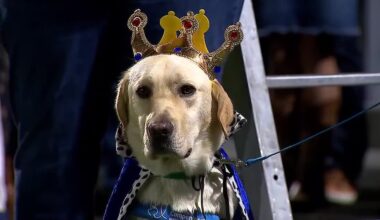 School’s therapy dogs crowned homecoming king and queen