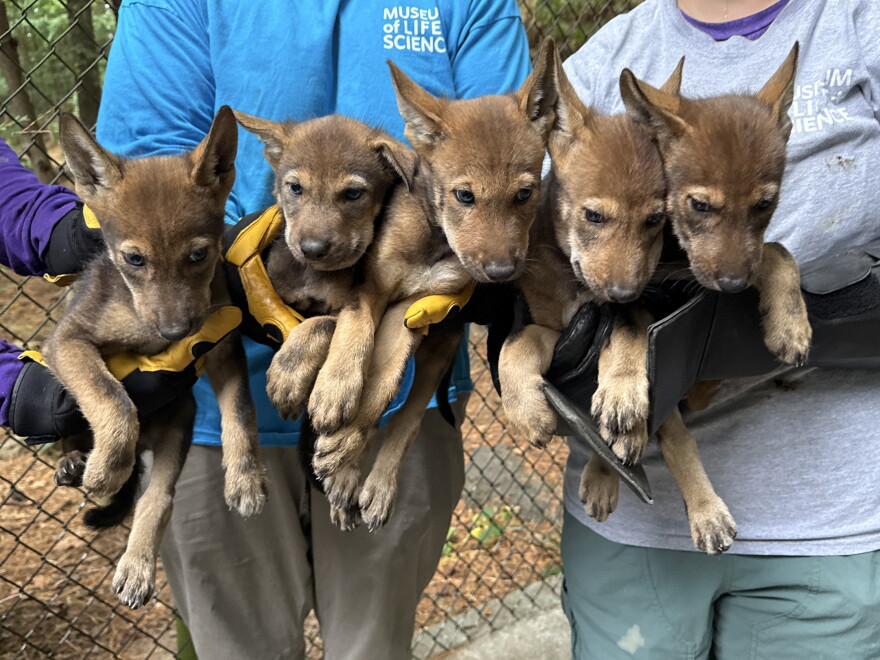 Five red wolf pups named Cane, Champ, Puck, Stormy, and Whaler will be going with their parents to the Wolf Conservation Center in South Salem, New York.