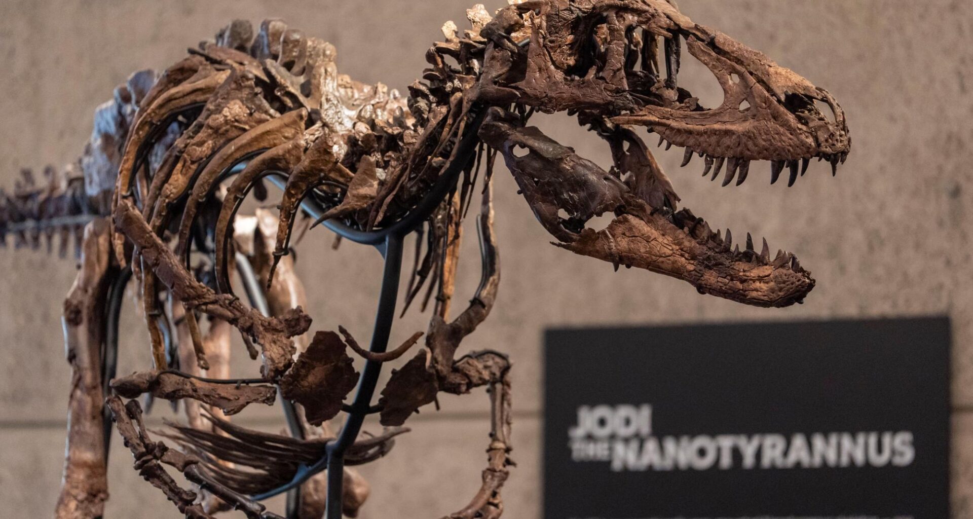 Rare fossil of T. rex cousin goes on display in New York before heading to auction
