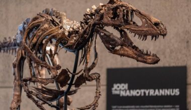 Rare fossil of T. rex cousin goes on display in New York before heading to auction