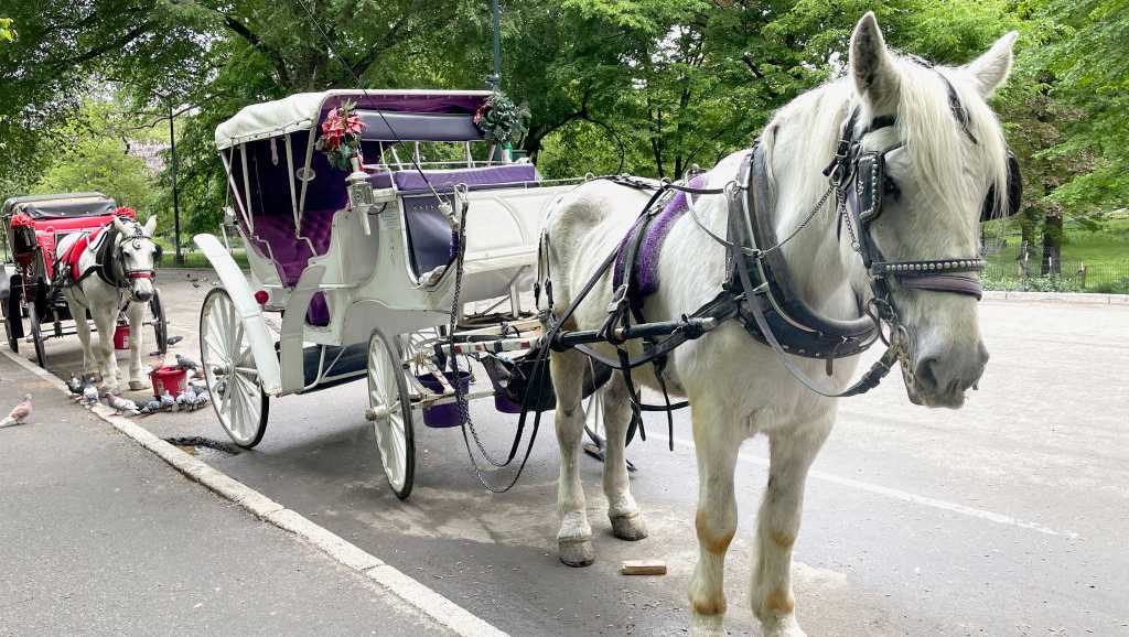 NYC's horse-drawn carriages expected to take their last trot