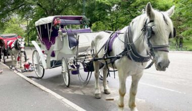 NYC's horse-drawn carriages expected to take their last trot