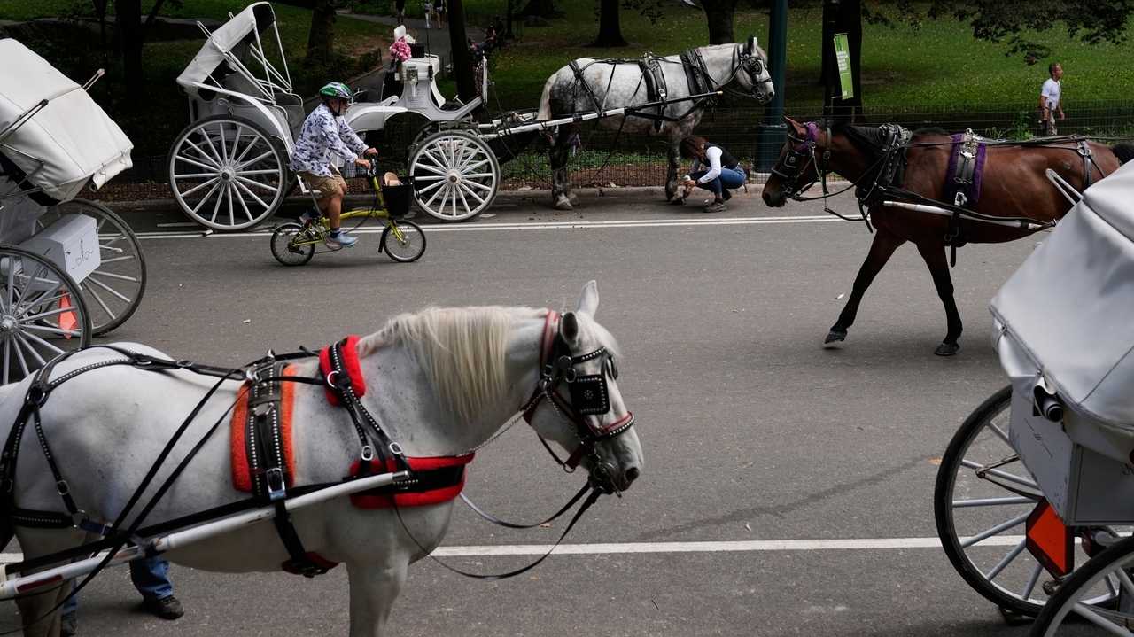 New York to ban Central Park's horse-drawn carriages after teen's death
