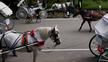 New York to ban Central Park's horse-drawn carriages after teen's death
