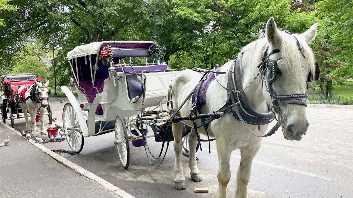New York City's iconic horse-drawn carriages expected to take their last trot
