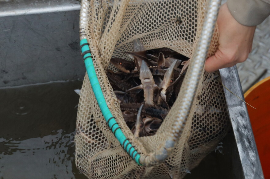 New York State Department of Environmental Conservation staff release lake sturgeon fingerlings into the Genesee River at the Port of Rochester on Wednesday, Oct. 14, 2026. The DEC stocked 1,500 young sturgeon as part of an ongoing effort to restore the state-threatened species to the river. The restoration effort has shown encouraging results, with lake sturgeon spawning documented in the Genesee River in 2021 for the first time in more than 50 years. Since 2003, approximately 9,000 lake sturgeon have been released into the river to help rebuild a naturally reproducing population.