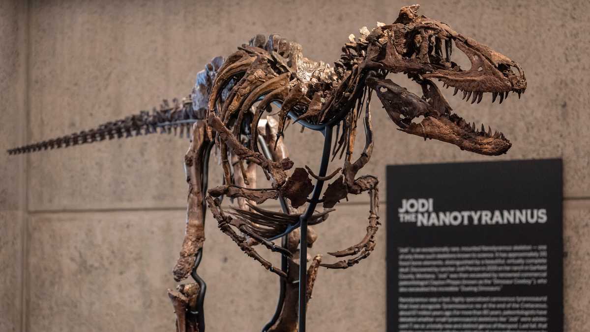 Rare fossil of T. rex cousin goes on display in New York before heading to auction