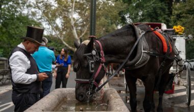 New York to ban Central Park’s horse-drawn carriages after teen’s death – Hartford Courant