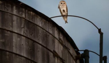 A rare family of barn owls moved into Manhattan's Upper West Side. New Yorkers are captivated