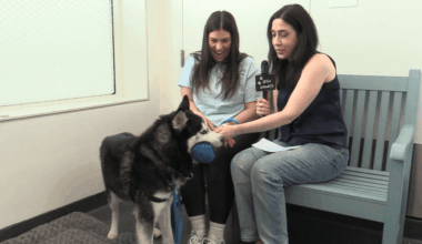 Longtime NYC shelter dog inspires the Kennel Makeover Project