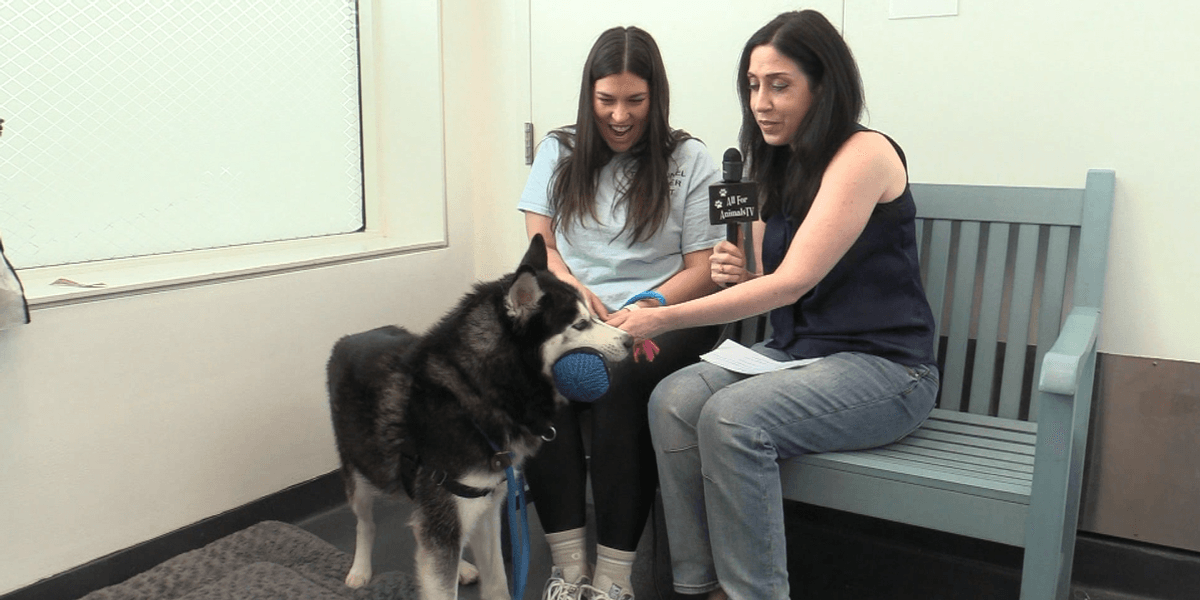 Longtime NYC shelter dog inspires the Kennel Makeover Project