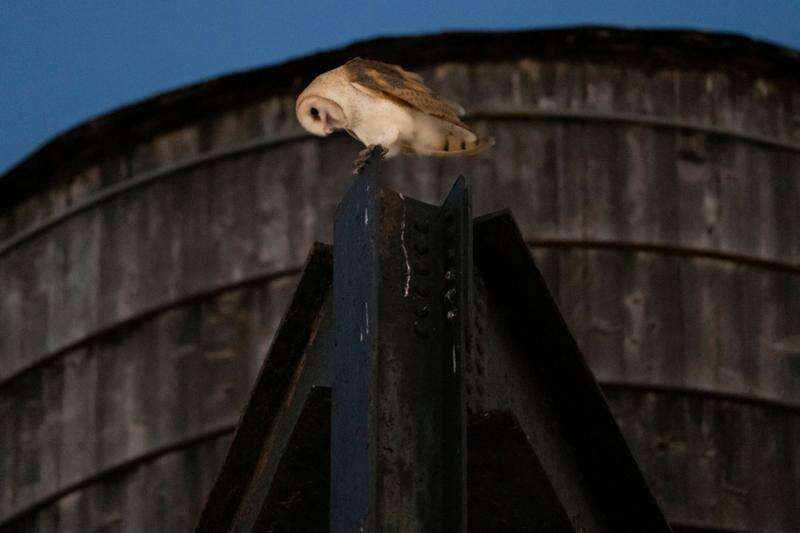 An American Barn Owl sits perched on a water tower on the Upper West Side of Manhattan, Wednesday, Oct. 14, 2026, in New York. (AP Photo/Yuki Iwamura)