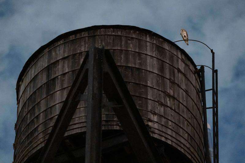 An American Barn Owl sits perched on a water tower on the Upper West Side neighborhood, Wednesday, Oct. 14, 2026, in New York. (AP Photo/Yuki Iwamura)