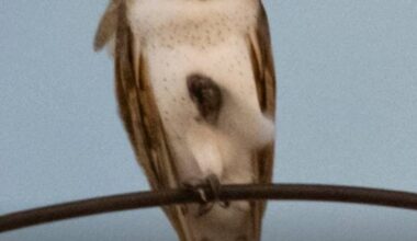 NEW YORK — Manhattan's Upper West Side has been reveling in the company of its latest celebrities: A family of barn owls nested in a water tower atop a building near Central Park. Read more:…