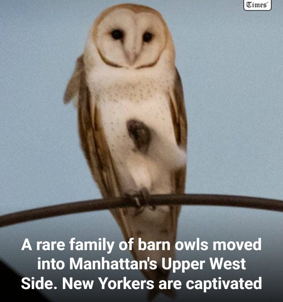 NEW YORK — Manhattan's Upper West Side has been reveling in the company of its latest celebrities: A family of barn owls nested in a water tower atop a building near Central Park. Read more:…