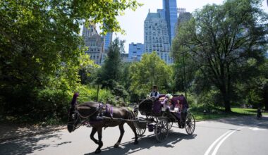 Council horse ban bill is bad for all