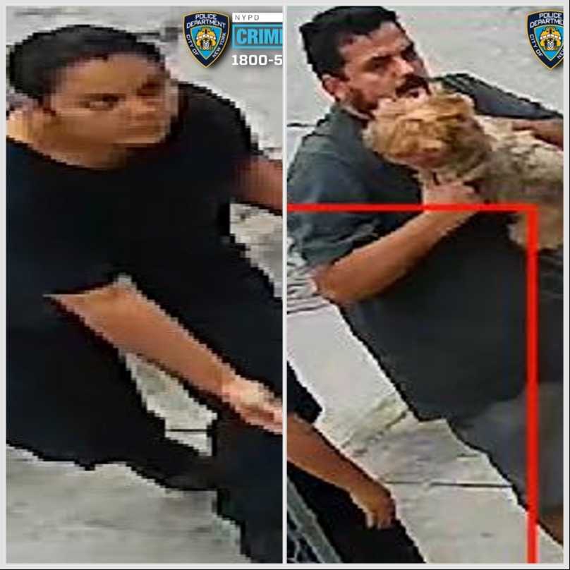 Police seek help locating Queens dognappers who made off with Yorkshire Terrier