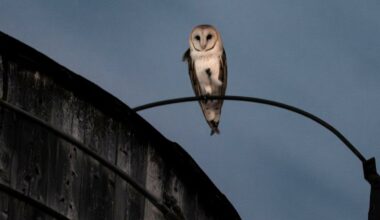 A rare family of barn owls moved into Manhattan. New Yorkers are captivated