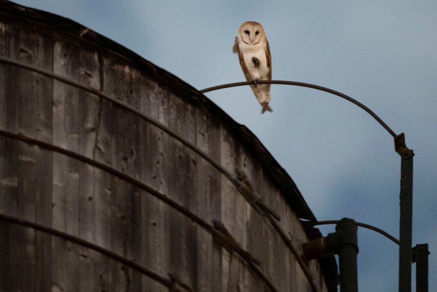 An American Barn Owl sits perched on a water tower on the Upper West Side neighborhood, Wednesday, Oct. 14, 2026, in New York.