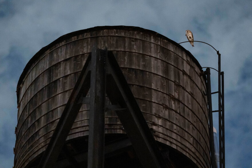 An American Barn Owl sits perched on a water tower on the Upper West Side neighborhood, Wednesday, Oct. 14, 2026, in New York.