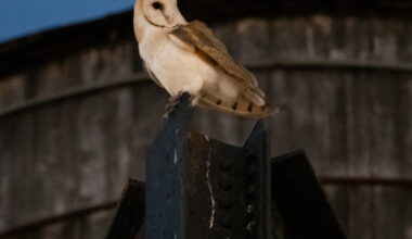 A rare family of barn owls moved into Manhattan's Upper West Side. New Yorkers are captivated
