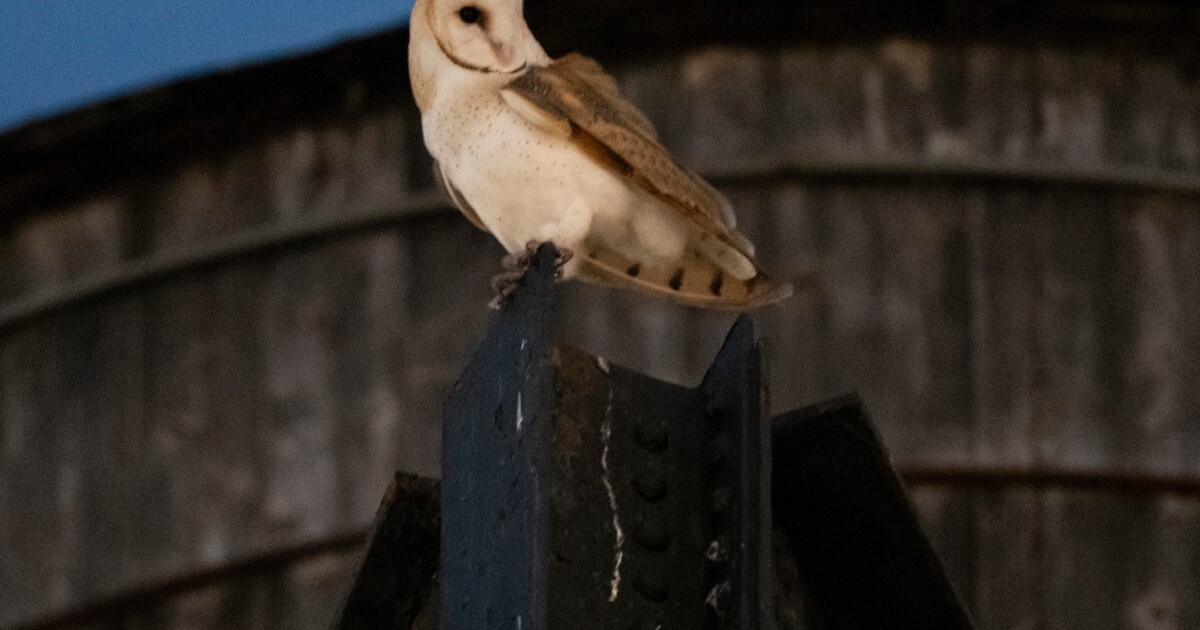 A rare family of barn owls moved into Manhattan's Upper West Side. New Yorkers are captivated