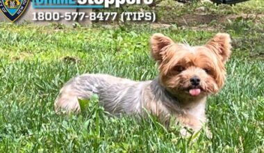 Have you seen this Yorkie? NYPD looking for adorable pup dognapped from her Queens home