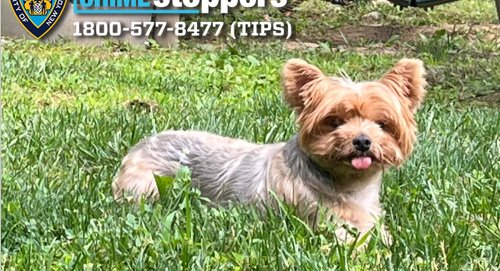 Have you seen this Yorkie? NYPD looking for adorable pup dognapped from her Queens home