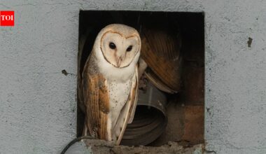 Rare Barn Owl Family Nests in Manhattan Water Tower, Attracting Bird-Watchers | World News
