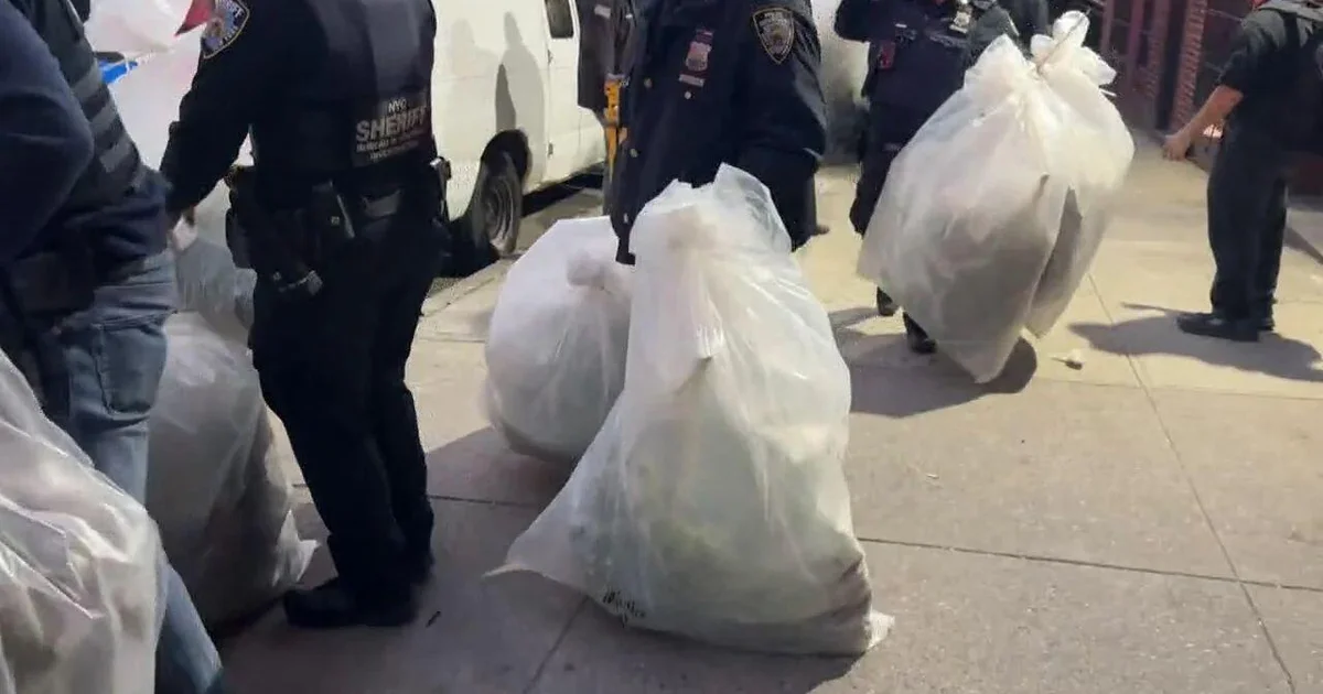 Cannabis grow house with more than 2 dozen adult plants discovered in the Bronx, NYC Sheriff's Office says