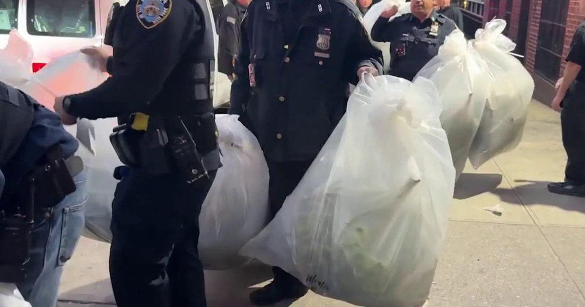 Bronx marijuana grow house discovered during eviction, dozens of plants seized