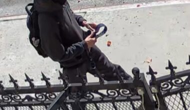 Help Identify The Suspect Who Stole Two French Bulldogs