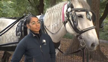 Central Park carriage driver fights horse ban proposal