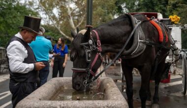 New York City council votes to advance bill that would ban horse-drawn carriages
