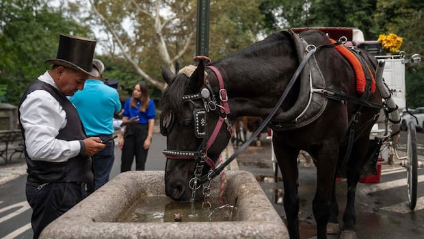 New York City council votes to advance bill that would ban horse-drawn carriages
