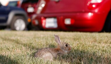 3 probable cases of 'rabbit fever' reported in New York. Here's what to know