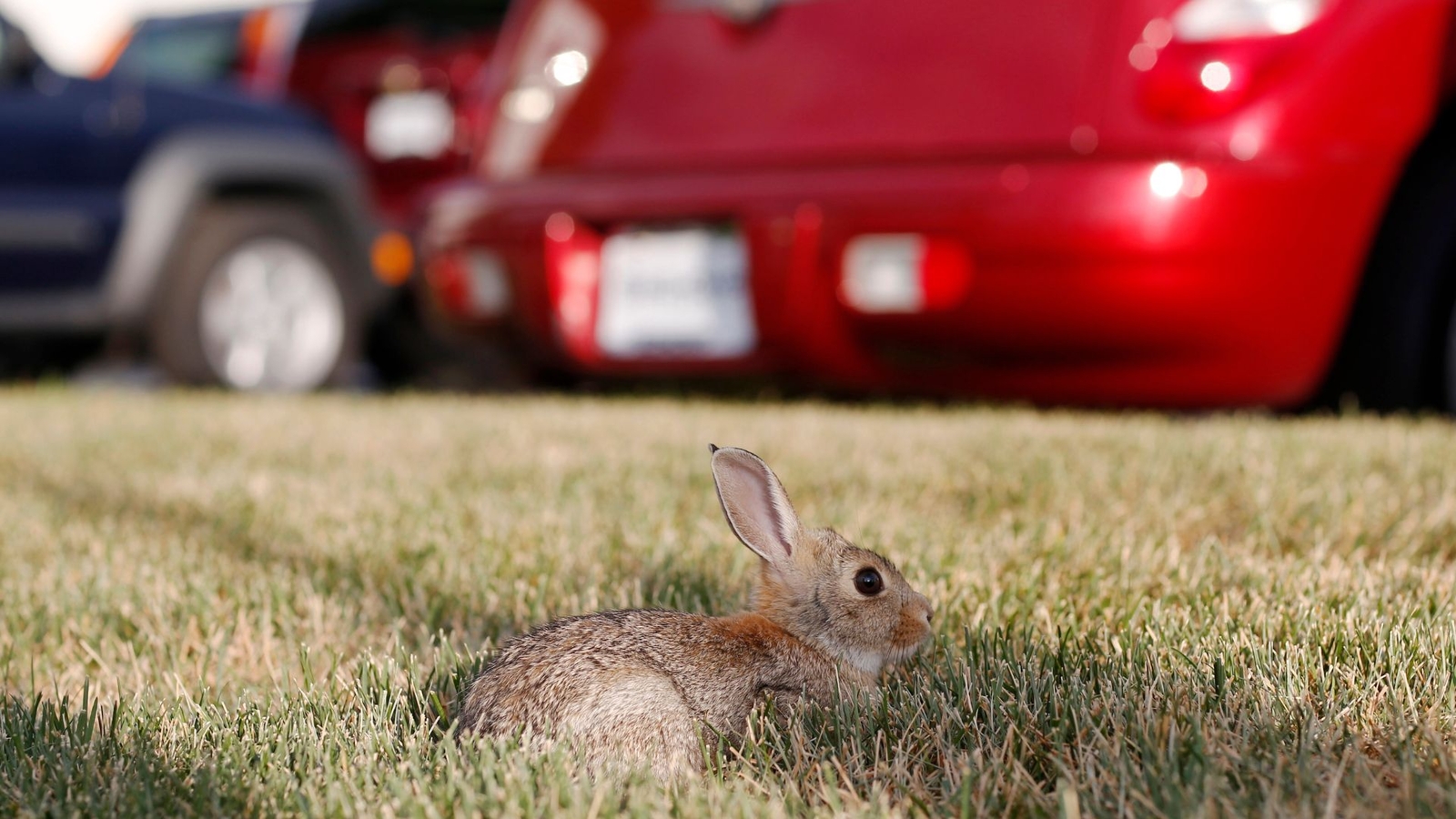 3 probable cases of 'rabbit fever' reported in New York. Here's what to know
