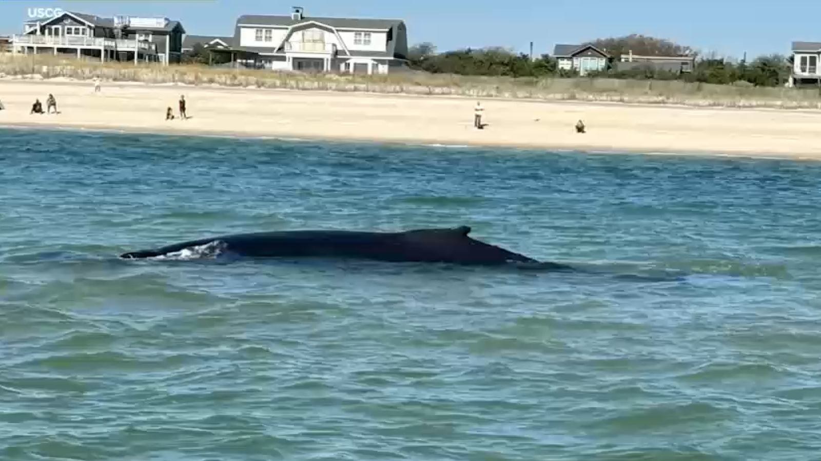 US Coast Guard helps rescue juvenile humpback whale stuck on sandbar off New York's Fire Island