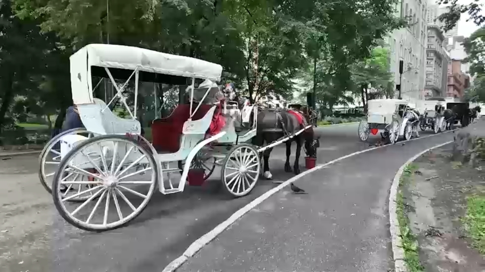 Horse carriage ban NYC: Council announces vote next week in move expected to get support from Mamdani