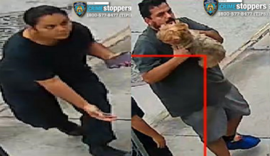 NYPD search for suspects after Yorkshire terrier stolen from front lawn in Queens