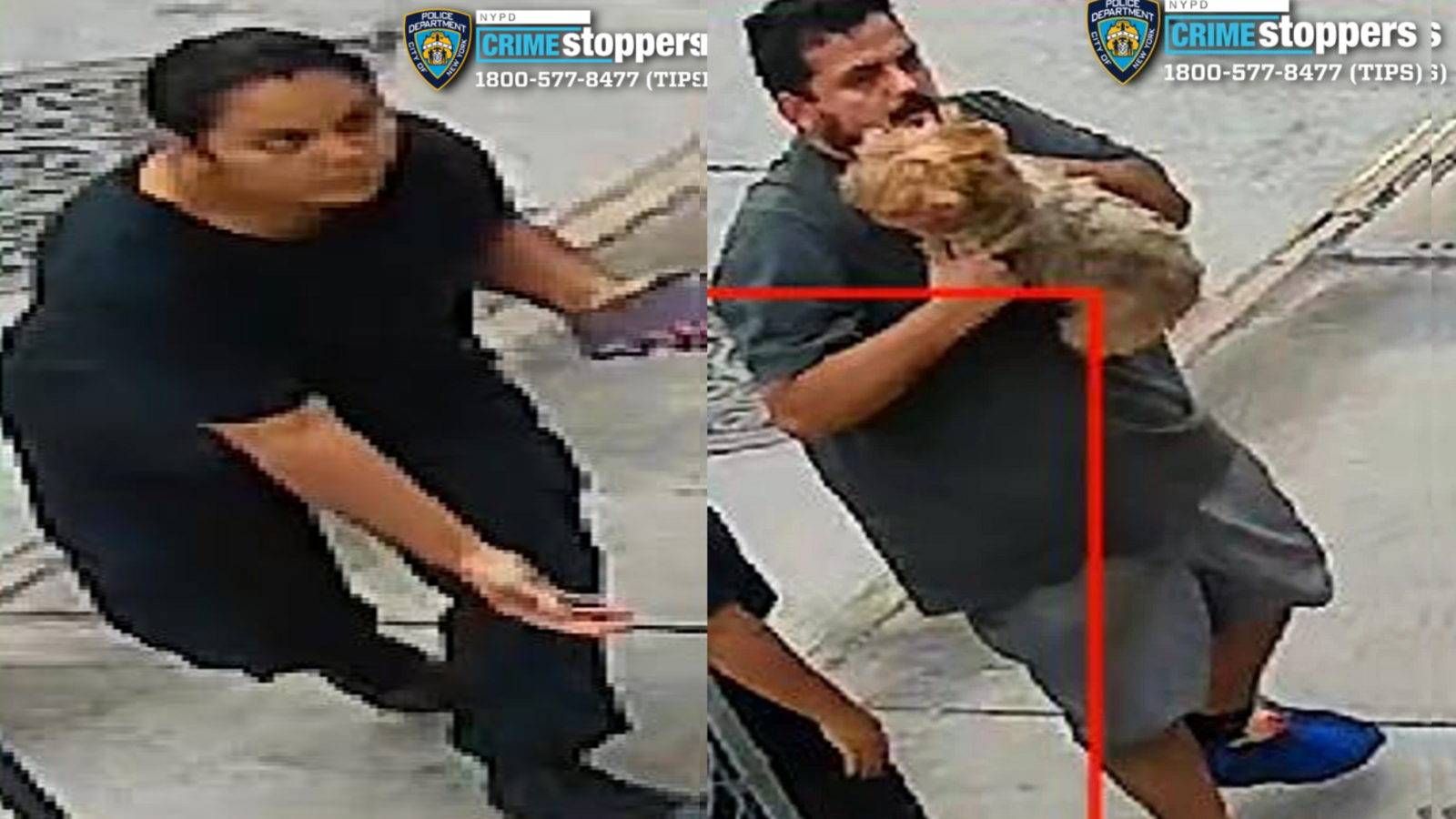 NYPD search for suspects after Yorkshire terrier stolen from front lawn in Queens