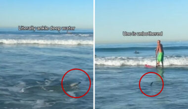Video captures shark swimming amongst surfers off Manhattan Beach