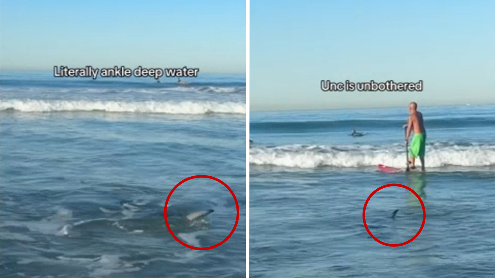 Video captures shark swimming amongst surfers off Manhattan Beach