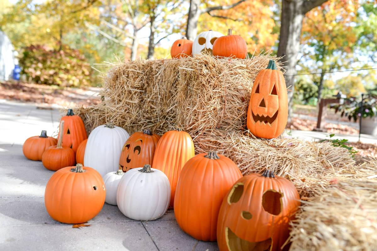 Queens Botanical Garden is hosting a Halloween candy trail, live shows and a harvest bar for just $10