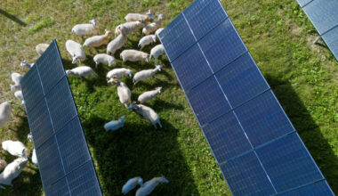 Sheep grazing in solar fields offers farmers economic, ecological gains