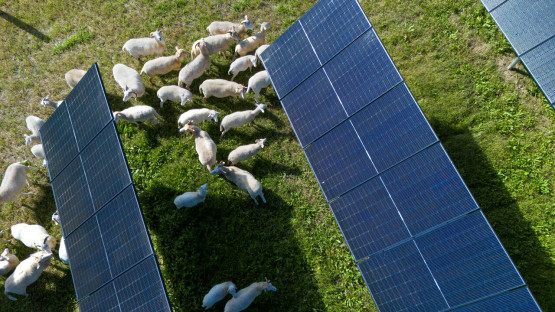Sheep grazing in solar fields offers farmers economic, ecological gains