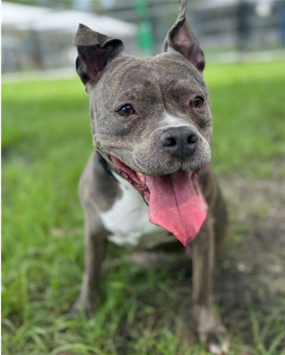 Manhattan has recovered after being found as a stray with severely overgrown nails that had...