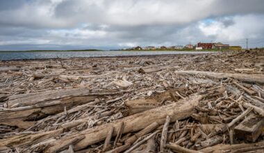 Drifting logs on the Arctic Ocean at the Mackenzie Delta, Canada